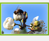 Pčele u oplodnji voćaka