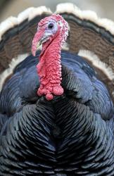 «Puran zagorskih brega» vraća staru slavu zagorskom puranu