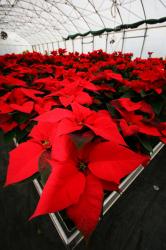 U prosincu  u plasteniku  tisuće božićnih zvijezda