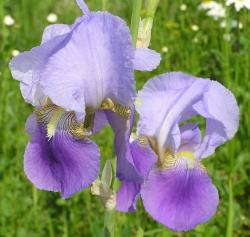 Iris croatica, hrvatski nacionalni cvijet (Fotografija Jasna Sirotin)