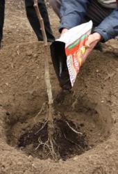 Posipanje kompostom (Snimio Dražen Kopač / Acumen)