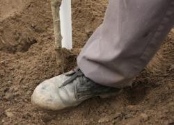 Sabijanje zemlje oko posađene voćke (Snimio Dražen Kopač / Acumen)
