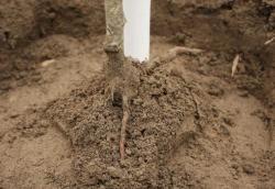 Cijepljeno mjesto mora biti iznad tla (Snimio Dražen Kopač / Acumen)