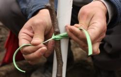 Voćku dobro povežite uz potporanj (Snimio Dražen Kopač / Acumen)