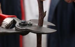 Učvršćenu voćku prikratite (Snimio Dražen Kopač / Acumen)