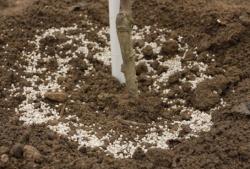 Voćku prignojite dušičnim gnojivom (Snimio Dražen Kopač / Acumen)