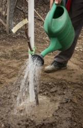 Na kraju voćku zalijte (Snimio Dražen Kopač / Acumen)