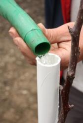 Dr. Krpina savjetuje da voćku učvrstite uz šuplji plastični kolac kako biste je mogli kroz njega zalijevati i prihranjivati (Snimio Dražen Kopač / Acumen)