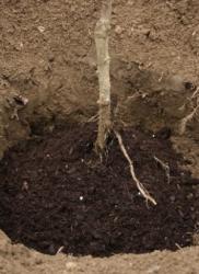 Kompost vrlo koristan mladoj sadnici (Snimio Dražen Kopač / Acumen)