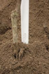 Kolac postavite tako da bude voćki sa sjeverne strane (Snimio Dražen Kopač / Acumen)