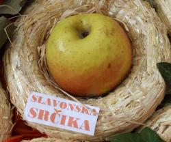 S izložbe starih sorata jabuka: slavonska srčika (Snimio Dražen Kopač / Acumen)
