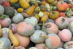 Različite bude (Snimila Božica Brkan / Acumen)