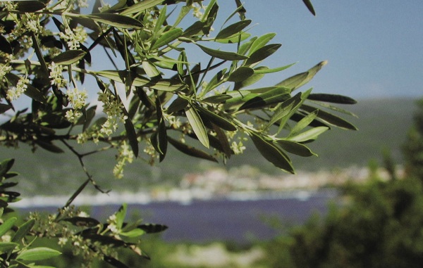 njiga je ilustrirana brojnim fantastičnim autorskim fotografijama Marija Hlače