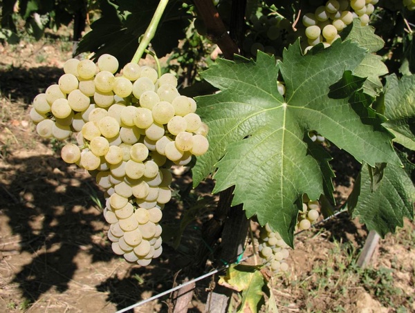 Škrlet bijeli, grozd i list (Fotografija Ivan Pejić)