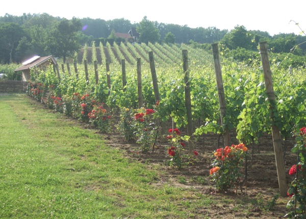 Svaki red vinove lože započinje - ružom (Fotografija Markota)