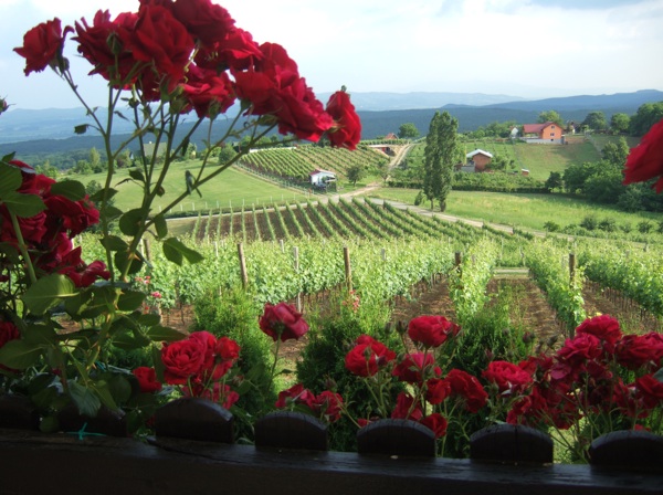 Lijepo za vidjeti, a korisno (Fotografija Markota)