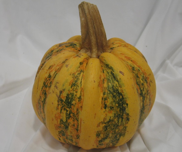 Uljna tikva na sve više njiva u Hrvatskoj (Snimila Božica Brkan / Acumen)