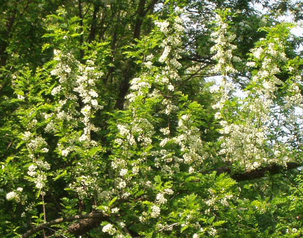 Cvijet bagrema na koji osobito miriše bagremov med (Snimio Miljenko Brezak / Acumen)